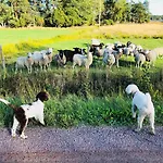 Ekbladh فندق Västanfjärd